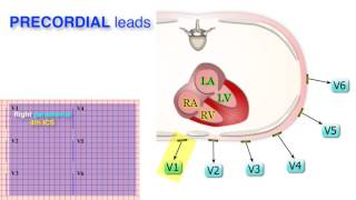 ECG Basics 310  Leads [upl. by Ailil]