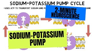 2Minute Neuroscience SodiumPotassium Pump [upl. by Martelli]