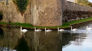 The Swans of Wells Cathedral  Somerset England [upl. by Hoskinson]