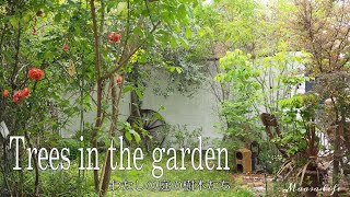 【my garden tour】ナチュラルガーデンの樹木14種の紹介常緑樹やオススメの木落葉樹 [upl. by Heimer]