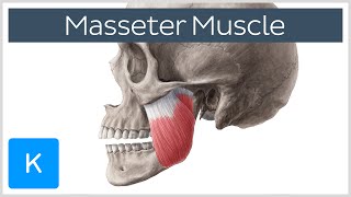 Masseter Muscle Origin Insertion Innervation amp Function  Anatomy  Kenhub [upl. by Burg]