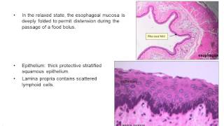 Upper gastrointestinal histology [upl. by Dwayne]