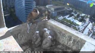 Increíble ¡2 presas a la vez Halcón peregrino  Madrid3052016 [upl. by Sidnee]