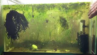 Scuds Daphnia Cherry Shrimp Copepods My aquatic food culture [upl. by Ainud]