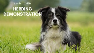 Border Collie Herding Demonstration [upl. by Ocnarf580]