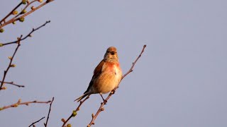 Common Linnet Singing [upl. by Aikrehs49]