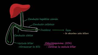 Árbol biliar  Fisiología del sistema gastrointestinal  Khan Academy en Español [upl. by Eidnarb]