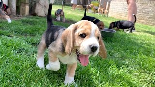 Beagle Puppies Playing and Fighting [upl. by Weider14]