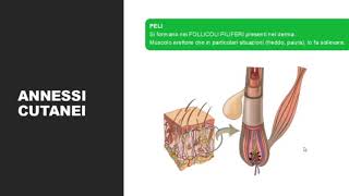 LA PELLE EPIDERMIDE DERMA e IPODERMA [upl. by Amelina811]