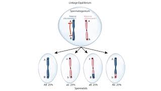 USMLE Step 1 Linkage Disequilibrium [upl. by Hailahk]