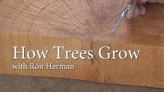 How Trees Grow [upl. by Schriever]