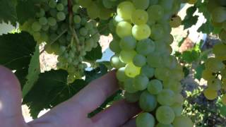 HOW TO KNOW WHEN GREEN GRAPES ARE RIPE [upl. by Gnidleif]