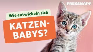 Die Entwicklung von Katzenbabys  Kitten [upl. by Lorne]