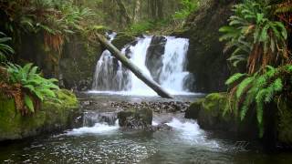 The Forest Waterfall HD  The Calming Sound of Water [upl. by Eornom]