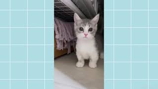 Kore Nani Neko  Tiktok Cat Video  これの何？これの何？猫 [upl. by Ibot443]