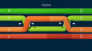 homologous recombinationholliday junction resolution [upl. by Elleoj355]