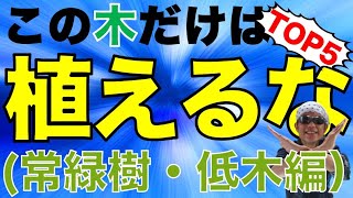 植えると後悔【常緑樹低木編】TOP５アドバイスと代わりの植木もお伝えします！ [upl. by Akimrej]