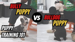 Bully VS Bulldog Puppy Training 101 [upl. by Letnuahs]