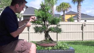 How to Bonsai  Podocarpus Styling [upl. by Nafis]