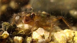 Dragonfly Larvae Prey Capture [upl. by Verdha]