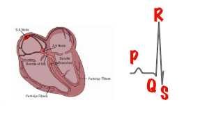 The basics of the ECG in 5 min [upl. by Eecats9]