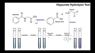 Hippurate Hydrolysis Test  Theory amp Results [upl. by Burnie]