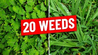 Identify 20 Weeds in the Lawn Plus Weed Control Tips [upl. by Fleda]