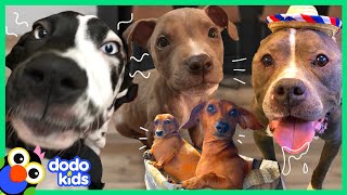 60 Minutes Of The Best And Bravest Dogs  1 Hour of Animal Videos For Kids  Dodo Kids [upl. by Akemehc]