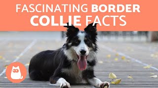 10 Fascinating Facts About the Border Collie [upl. by Ruthven]