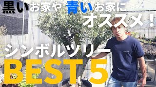 【常緑樹シンボルツリーBEST５！】黒い家や青い家に映えるシンボルツリーおすすめTOP5をご紹介！ [upl. by Older]