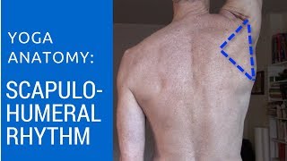 Yoga Anatomy Scapulohumeral rhythm [upl. by Akenit745]