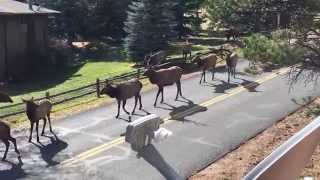 Elk Rut in Estes Park Colorado [upl. by Nowad]