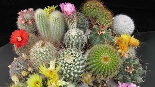 Singularidades Del Cactus Y Las Suculentas Una Tendencia Natural  TvAgro por Juan Gonzalo Angel [upl. by Leuqer475]