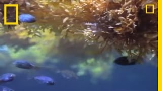 Fish vs Sargassum  National Geographic [upl. by Ahsinal143]