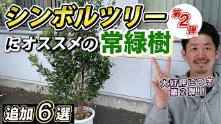 【常緑シンボルツリー追加6選】お庭で使える常緑樹第二弾をご紹介します。 [upl. by Old24]