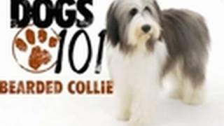 Dogs 101  Bearded Collie [upl. by Rock745]