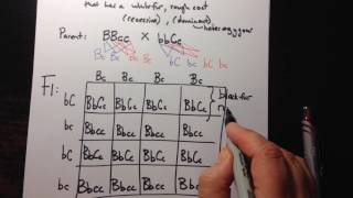 Dihybrid Crosses using a Punnett Square [upl. by Rhonda]