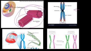 Grade 12 Life Sciences Meiosis Part 1 [upl. by Aerdua]