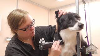 Grooming a Border Collie [upl. by Elane]