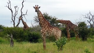 SOUTH AFRICA giraffes Kruger national park hdvideo [upl. by Lothar506]