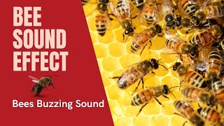 Bee sound effect  One hour of soothing bees buzzing sounds [upl. by Nyssa]