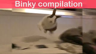 Rabbit binky compilation [upl. by Nyra]