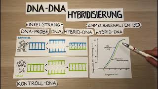 Die DNADNAHybridisierung 2020 [upl. by Biagio]