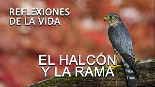 REFLEXION El HALCÓN Y LA RAMA Reflexiones de la vida para seguir adelante como ser mejor persona [upl. by Ilehs]