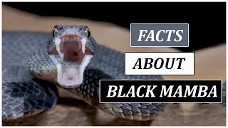 Things You Should Know About Black Mamba  Animal Globe [upl. by Elleneg]