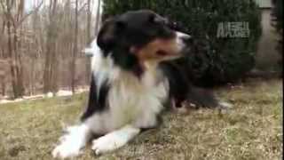 Dogs 101  Border Collie [upl. by Gorden]