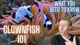 THE Ultimate Clownfish Care Guide  Everything You Need to Know [upl. by Ahseina]