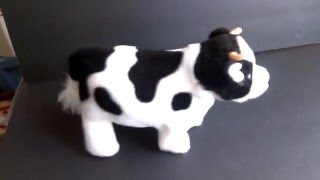 1983 Iwaya Cow [upl. by Nelleeus]