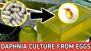 HOW TO HATCH DAPHNIA EGGS  HOW TO CULTURE DAPHNIA [upl. by Faustus]