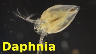 Daphnia [upl. by Melisa]